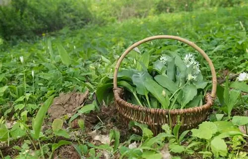 Graaf wilde knoflook uit het bos