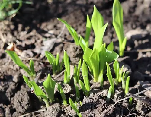 Verwijder de wilde knoflook