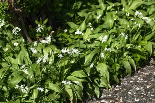 Cultivate wild garlic in the garden