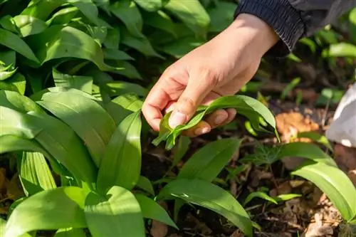 سیر وحشی را صبح یا عصر برداشت کنید