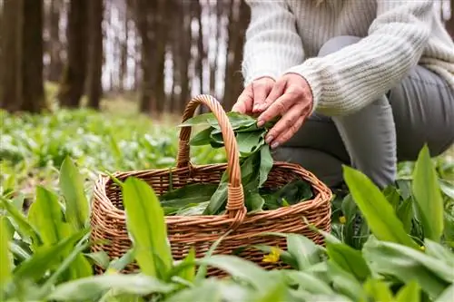 wild garlic nature conservation