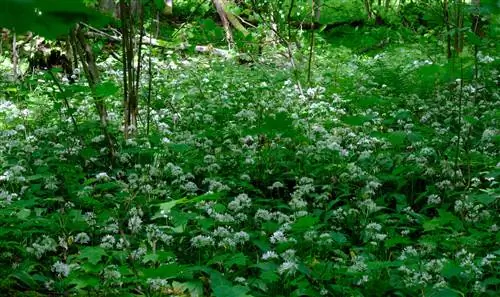 Bawang putih liar - Di tempat teduh atau tidak?