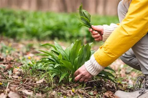 It is forbidden to pick wild garlic - is wild garlic protected?