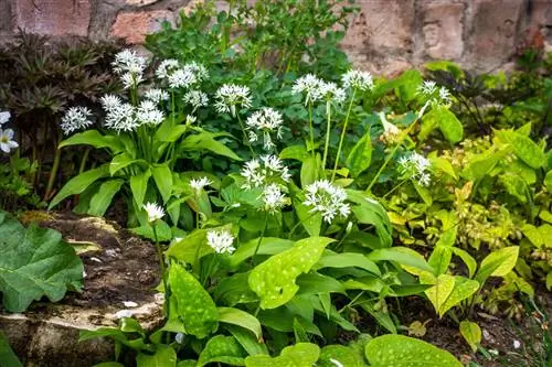 Wild garlic gets along well with these neighboring plants in the garden bed