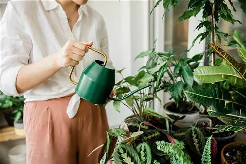 Ang potting soil ay hindi sumisipsip ng tubig - iyon ang dapat mong gawin ngayon