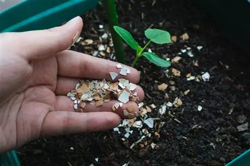 jajčne lupine v zemlji za lončke