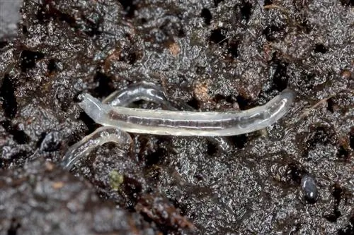 Gusanos transparentes en la tierra para macetas