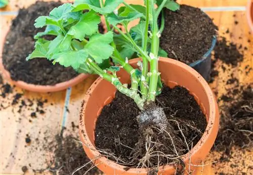 Inilah seberapa sering Anda harus mengganti tanah pot tanaman Anda