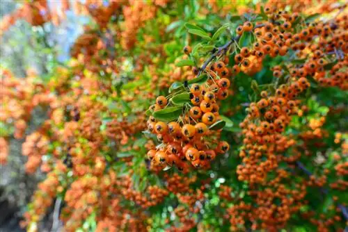 Perbedaan antara buckthorn laut dan firethorn