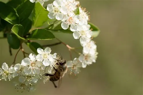 ফায়ারথর্ন মৌমাছি