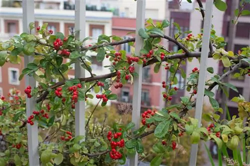 De mooie vuurdoorn als potplant