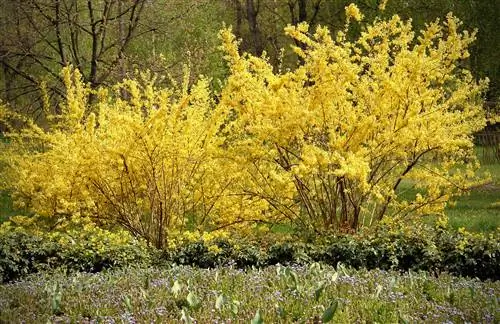 forsythia pointer plant