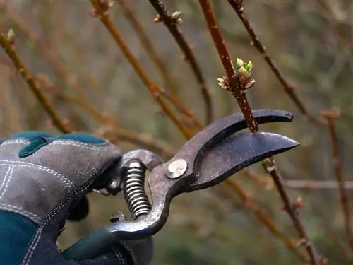 Forsythiaen blev skåret forkert - hvad nu?