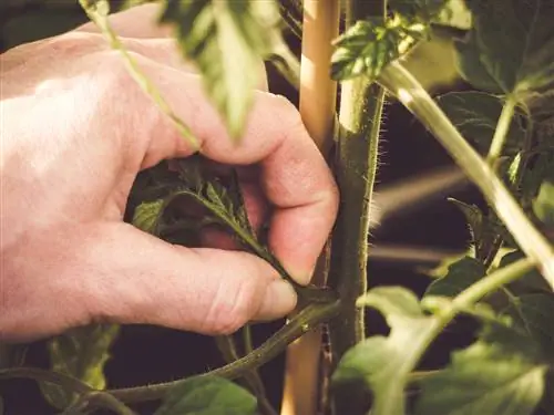 cutting cocktail tomatoes