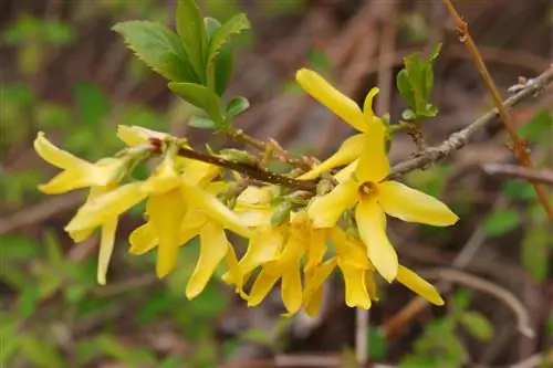 Forsythia บานในฤดูใบไม้ร่วง