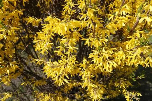 Verwydering van 'n forsythia - dit is hoe jy moet voortgaan