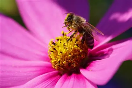 Cosmea - nielen krásna, ale aj priateľská k včelám