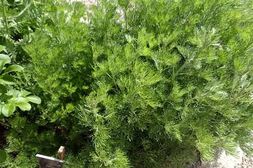 Cola herb: Magandang kapitbahay para sa mabangong halaman