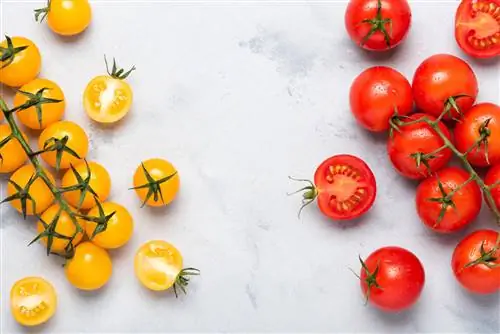 A diferença entre tomate coquetel e tomate cereja