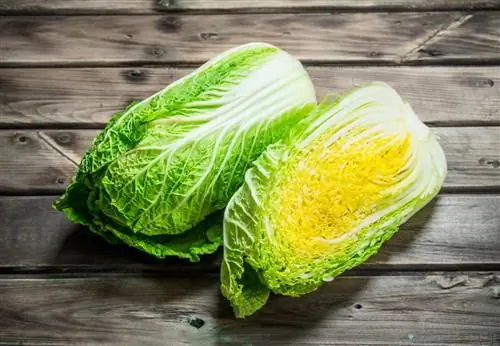 This is how Chinese cabbage and white cabbage differ