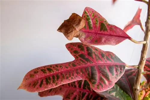 The croton loses leaves: causes and measures