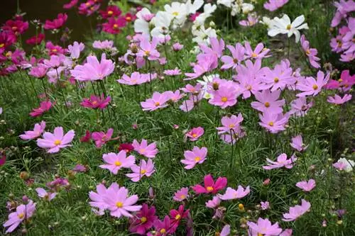 kërmijtë cosmea