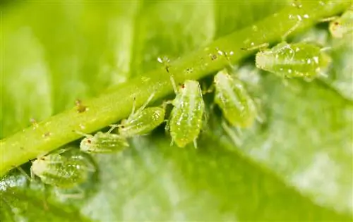 păduchii cosmea