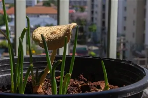 terriccio giallo per funghi