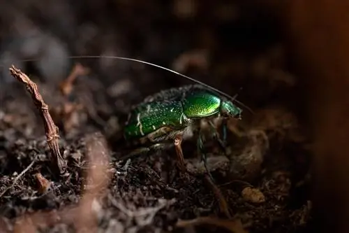 Green beetles in the potting soil