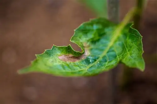 hojas de dalia