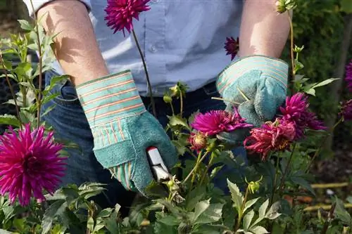 Skoonmaak van dahlias: voordele, tydsberekening en prosedure