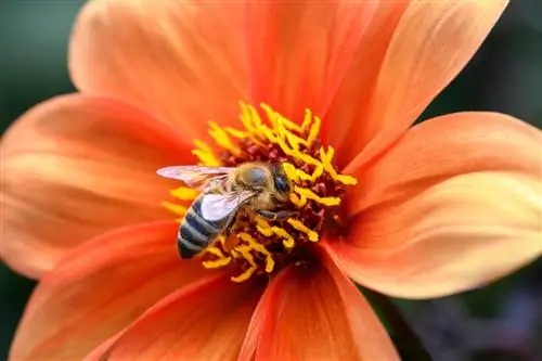 Dahlia prietenos cu albinele