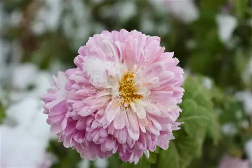 les dahlias gèlent