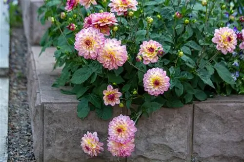 dahlia տերեւները կերել հեռու