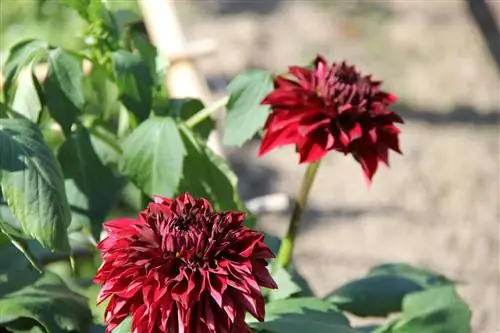 Dahlias barglarini osilgan holda qoldiradi