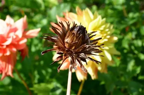 Les flors de la dàlia es tornen marrons: això és el que hi ha darrere