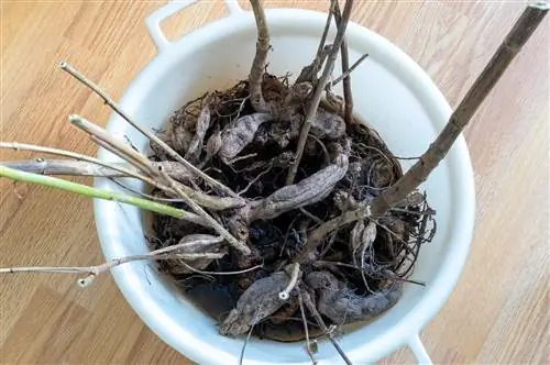 Dahlias do not sprout - research into causes