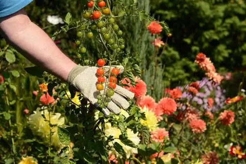 Dahlias. Սրանք վատ հարևաններ են բազմամյա բույսերի համար: