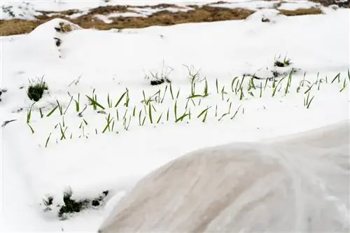 Liian aikaisin istutetut daaliat: haittoja ja vinkkejä