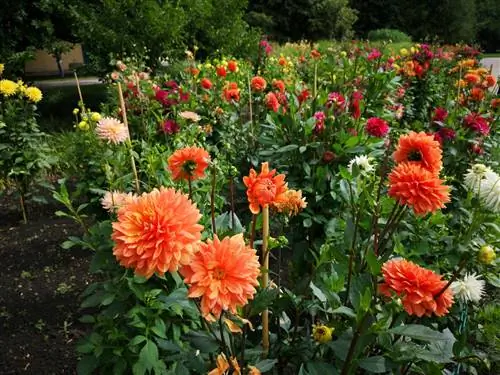 dahlias- পেতে-খুব লম্বা