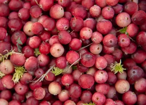 Cranberries laten rijpen: werkt dat?