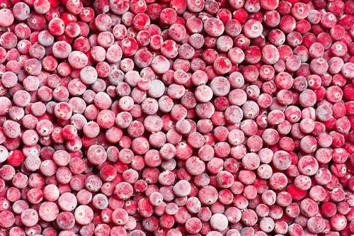 Freeze cranberries