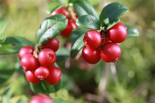 cranberries grow