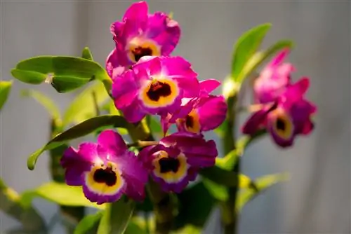 dendrobium nobile blooms