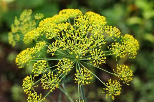 flores de eneldo comestibles