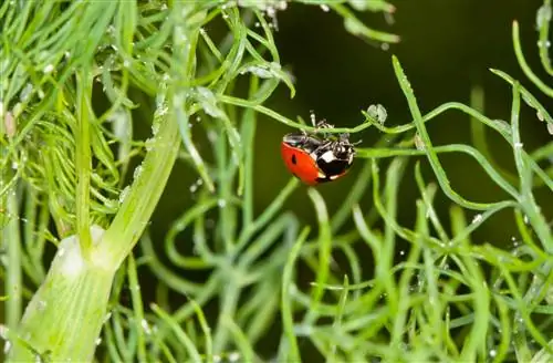 Dille: Identifiseer, afskrik en bestry plantluise