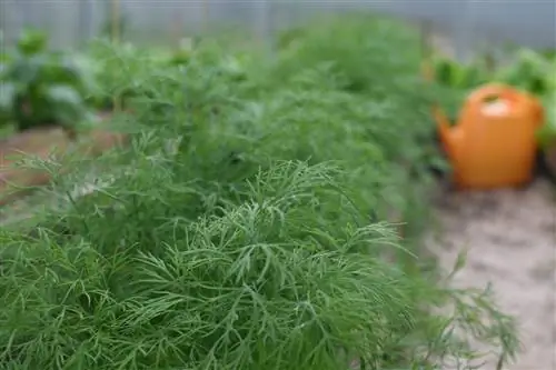 Growing dill in the greenhouse: This is what you need to consider