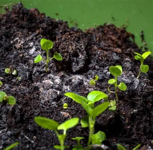 Ang bagong potting soil ay inaamag - kung ano ang dapat mong gawin ngayon