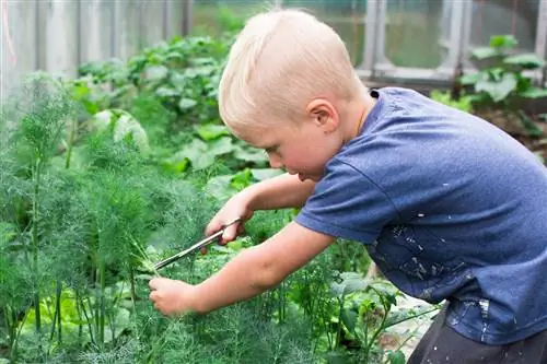 Cutting dill: How to do it