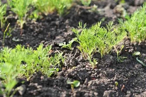 Kapor: Szelektíven vagy véletlenszerűen szaporodik